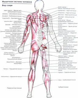 Строение человека мышцы и суставы
