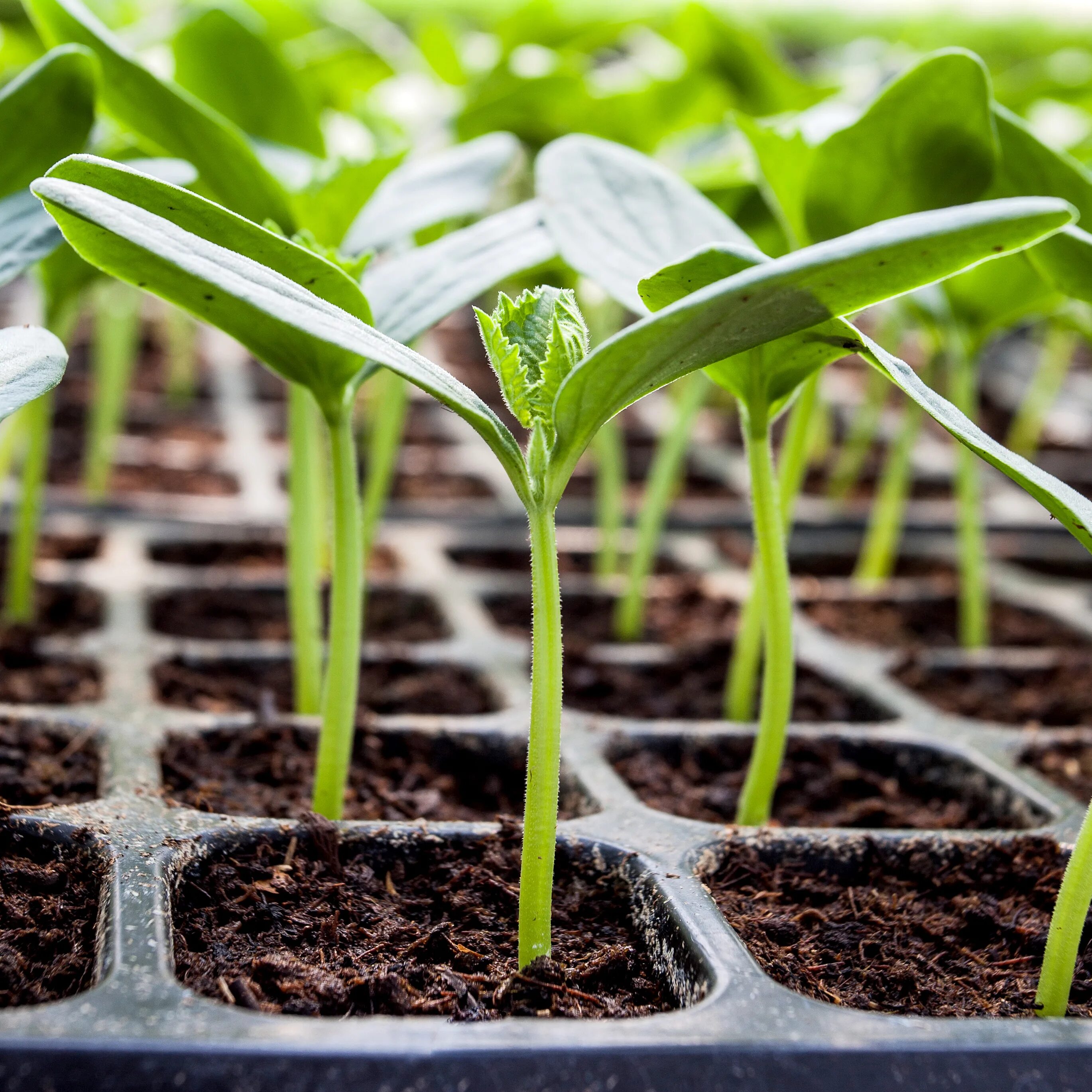 Что добавить в землю при посадке рассады. Огурцы пикировка рассады. seedling «рассада». огурцы пикирование рассады. кассеты для рассады.