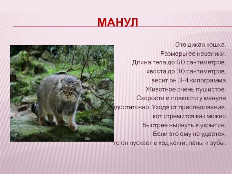Презентация "Красная Книга Республики Тыва"