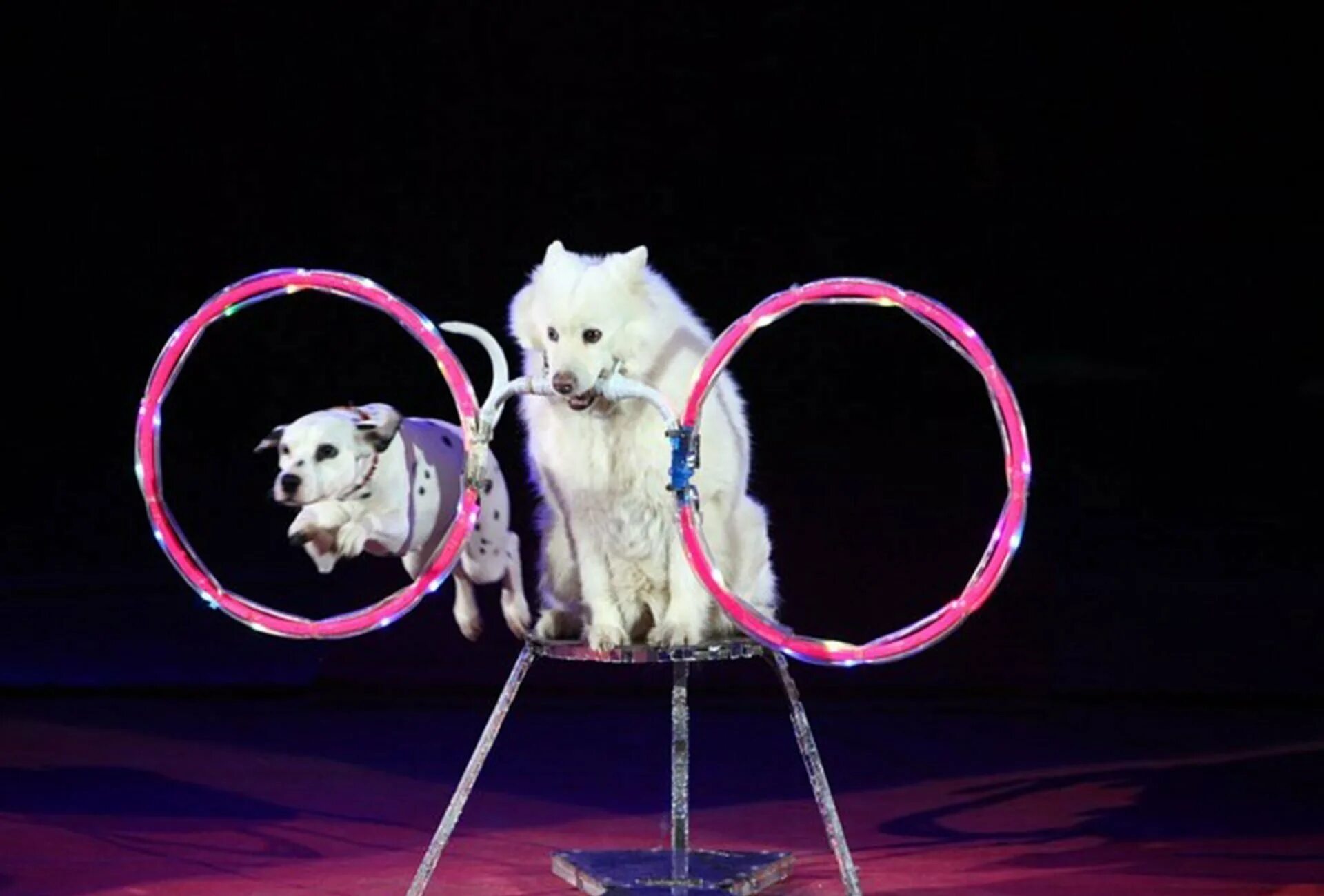 Мелодия цифрового цирка. Павленко дрессировщик японских шпицев. Цирковые собачки. Собака циркач. Дрессированные собачки в цирке.