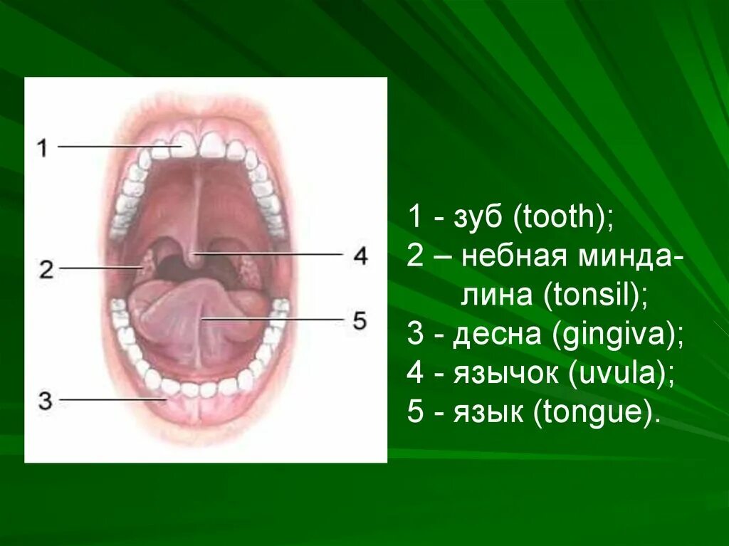 Передние и задние небные дужки. Дужка миндалина язычок. Поперечные небные складки. Небно глоточная язычная миндалины. Анатомия зева строение небных миндалин.