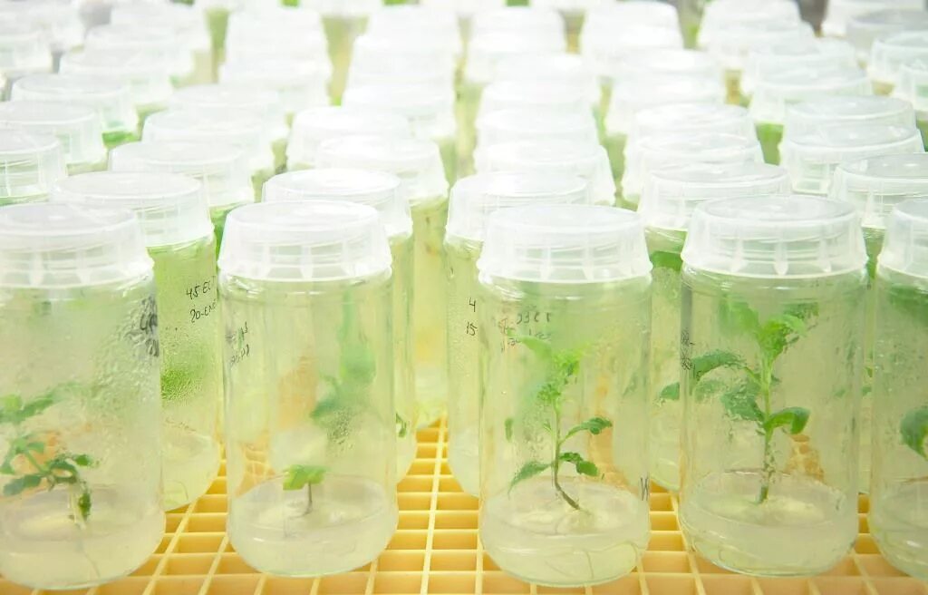 Plant culture. In vitro растения. Микроклональное размножение растений in vitro. In vitro растения Каллус. Культивирование клеток in vitro в колбе.