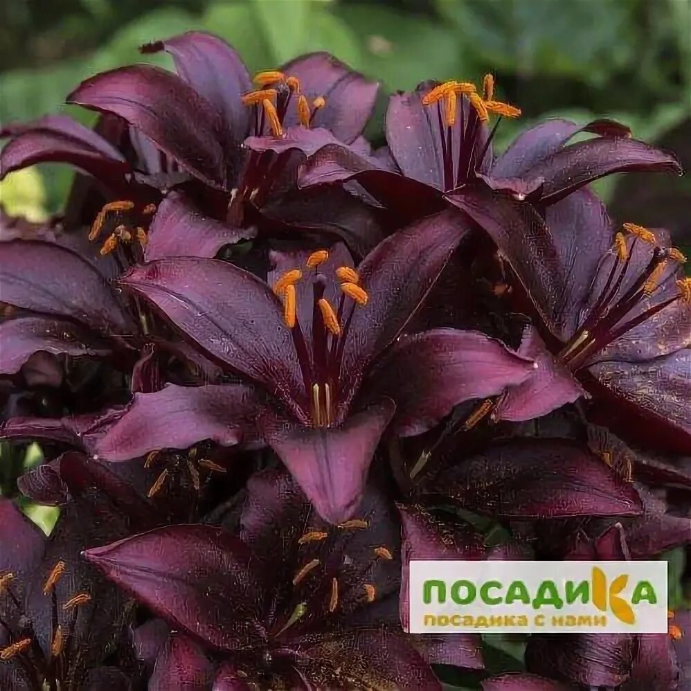 160 Lilied стоковые фото - бесплатные и стоковые фото RF от Dreamstime