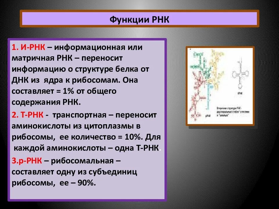 Примеры рнк. РРНК строение и функции. МРНК функции. Р РНК функция.