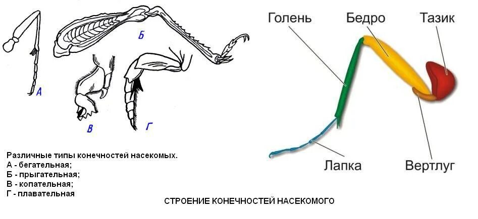 Тип конечностей у бабочки. Строение ног бабочки. Типы ходильных конечностей насекомых. Строение конечностей членистоногих. Конечности пчелы и кузнечика ласты дельфина