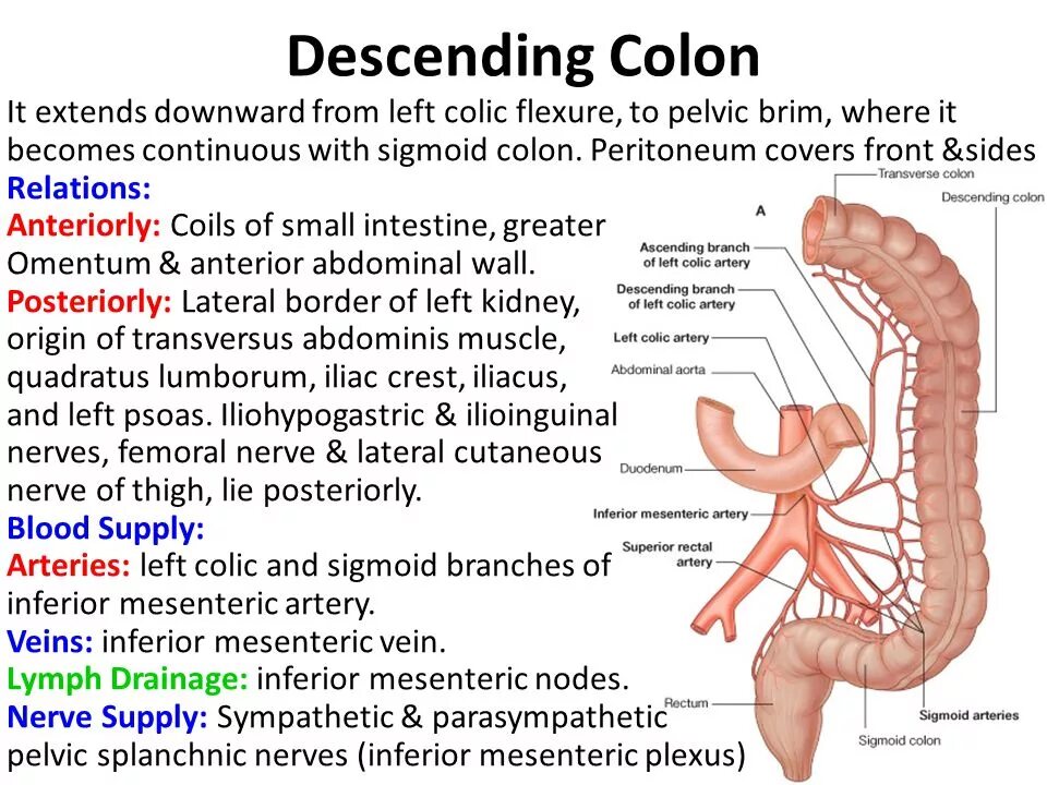 Colon перевод