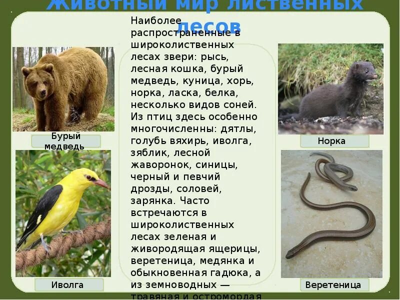 Доклад растения животных. Доклад растения животных