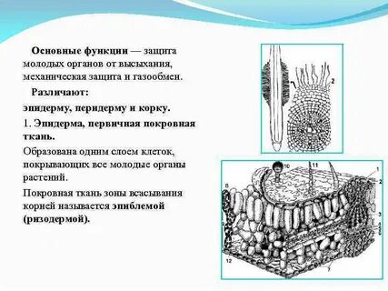 Первичная покровная ткань эпидерма