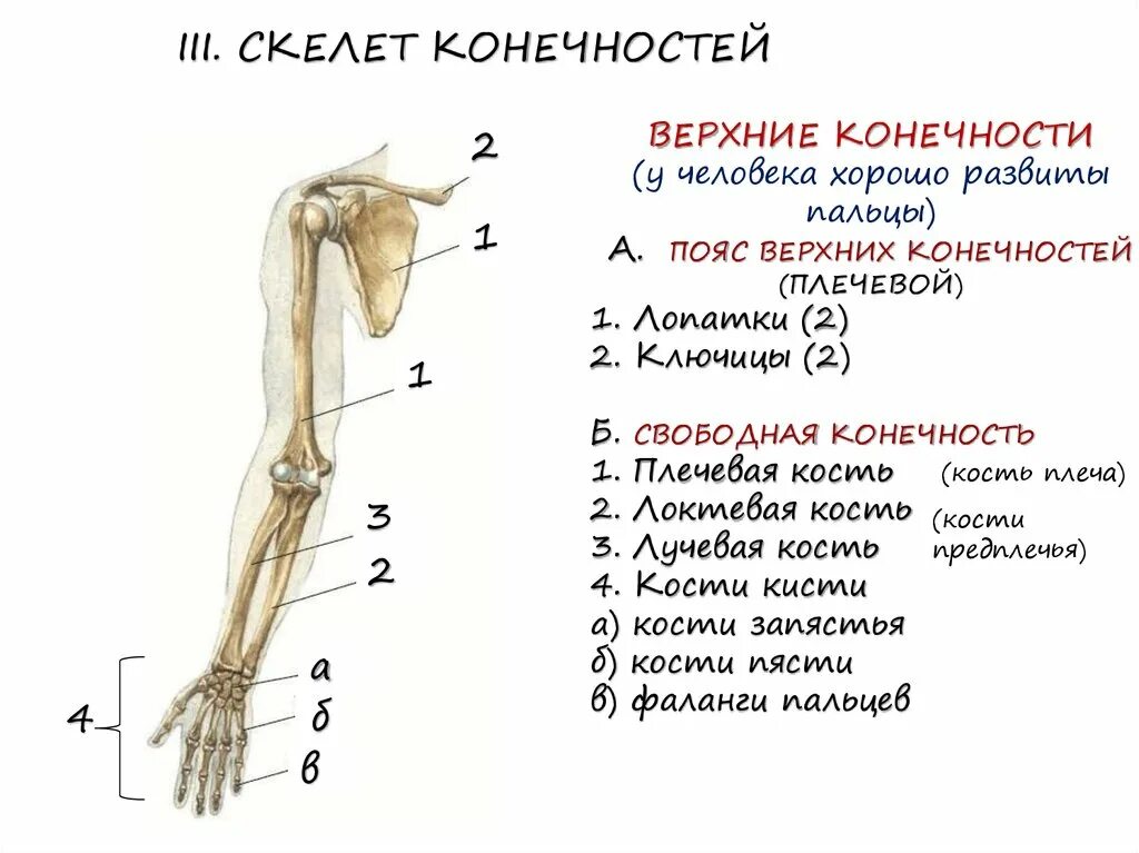 7 скелет конечностей