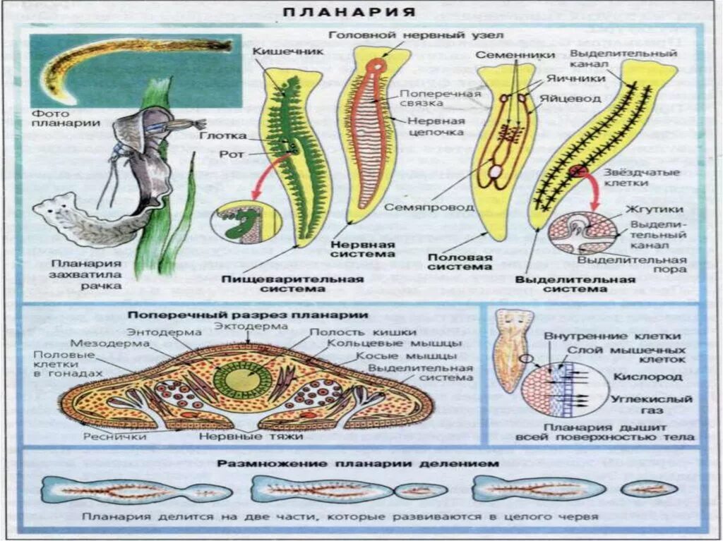 Плоские черви простейшие. Плоские черви строение планарии. Строение паразитических плоских червей. Строение плоских червей 7 класс биология. Строение систем плоских червей.