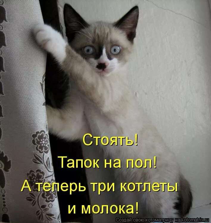 Смешные коты с надписями доброе утро. Котики с прикольными надписями. смешные открытки с котами. приколы про кошек. смешные котята с надписями.