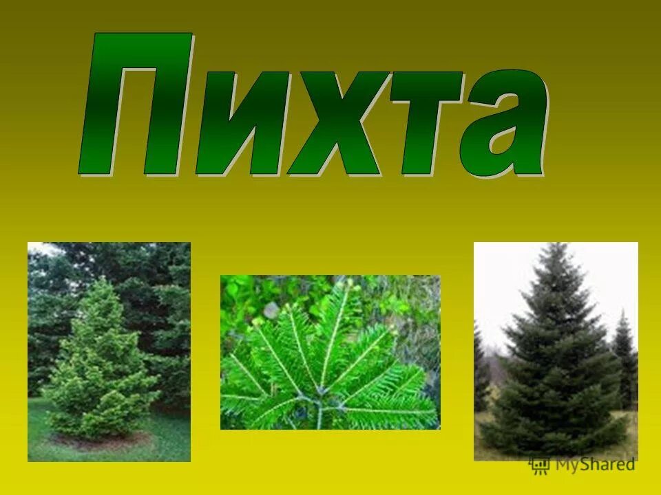 Пихта класс. Пихта сибирская стробилы. Пихта сибирская сильберлок. Пихта класс. Пихта описание растения.