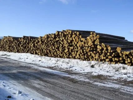 Заготовка древесины с последующими посадками
