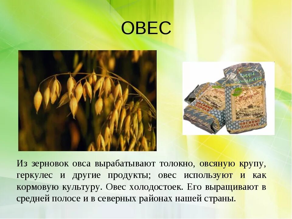 Мир овса. Зерновка овса. Овес описание растения. Овес для презентации. Овёс призентация.