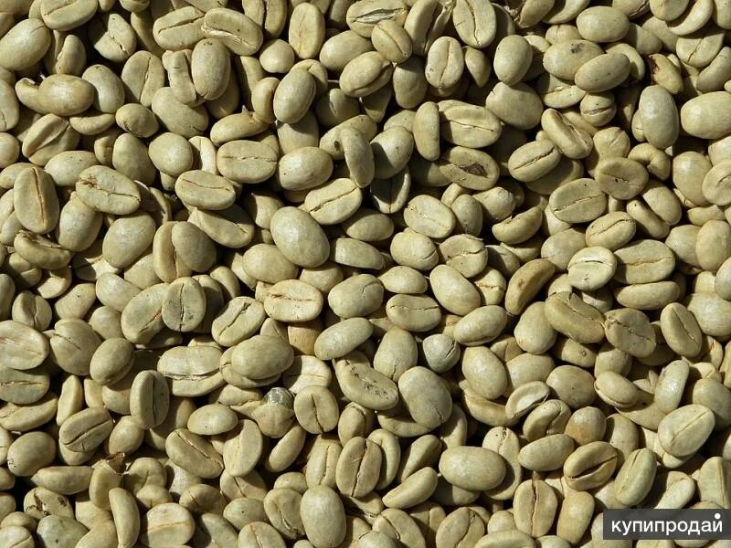 Что такое specialty coffee. Green coffee bean. зерна кофе необжаренные. зеленый кофе в зернах. сырые кофейные зерна.