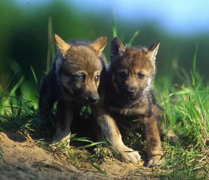 Детеныши животных. Волчата видео. Волчица с волчатами. Про маленького волчонка. Волчата видео.