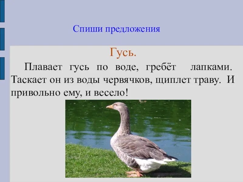 Текст про гусей. Гусь плывет. Предложение про гуся. Предложение со словом Гусь. Гусь плавает.