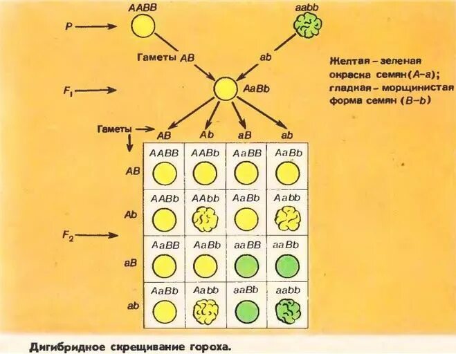 Определите количество типов гамет при дигибридном скрещивании. Схема дигибридного скрещивания. Схема дигибридного скрещивания гороха. Наследование признаков при дигибридном скрещивании. 9 Кл биология дигибридное скрещивание.