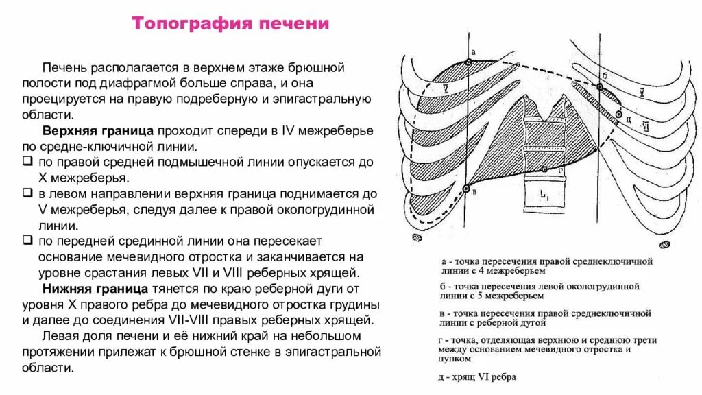 Верхняя граница печени. Скелетотопия печени нижняя граница. Скелетотопия и синтопия печени. Топография печени скелетотопия. Верхняя граница печени анатомия.