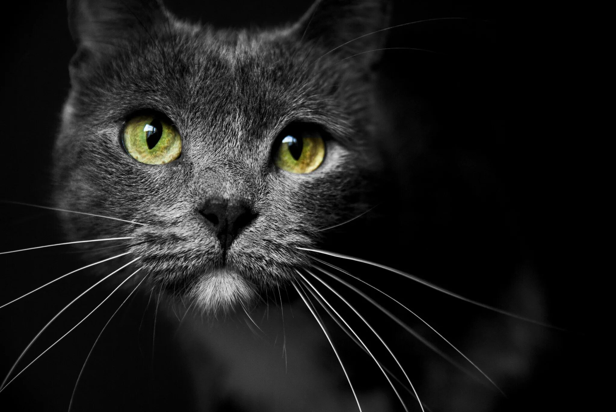 Выделяется на черном фоне. Морда кошки. Морда черной кошки. Красивая морда кошки. Кот на темном фоне.