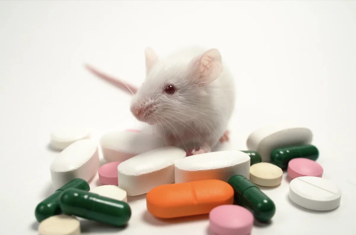 Вакцина мыши. Лабораторные мыши. Мыши в лаборатории. Витамины и животные. Белые лабораторные мыши.