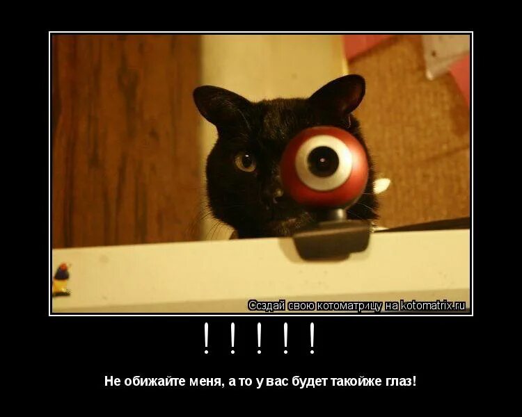 никаких забот. киберкот. суббота есть суббота и никаких забот. никакой заботы, ничего. мы когда нибудь поженимся.