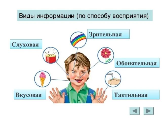 Способы восприятия информации. Виды информации. Информация по способу восприятия. Способы восприятия информации Информатика.