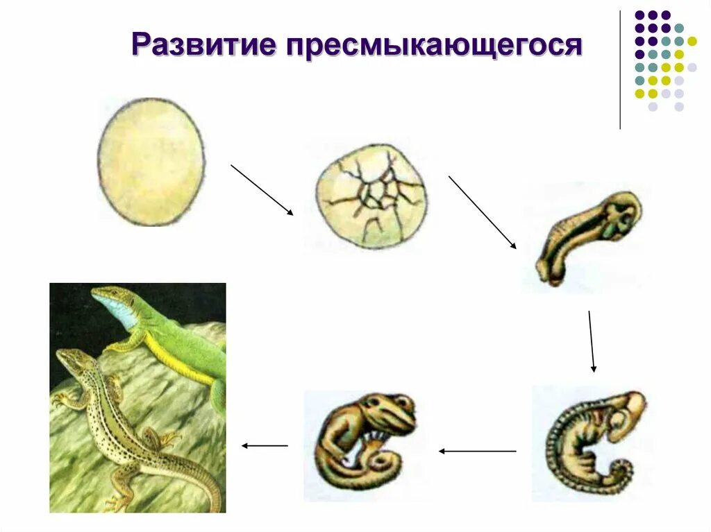 Яйцекладный Тип онтогенеза. Прямой неличиночный яйцекладный Тип развития. Онтогенез рептилий. Яйцекладный Тип онтогенеза примеры.