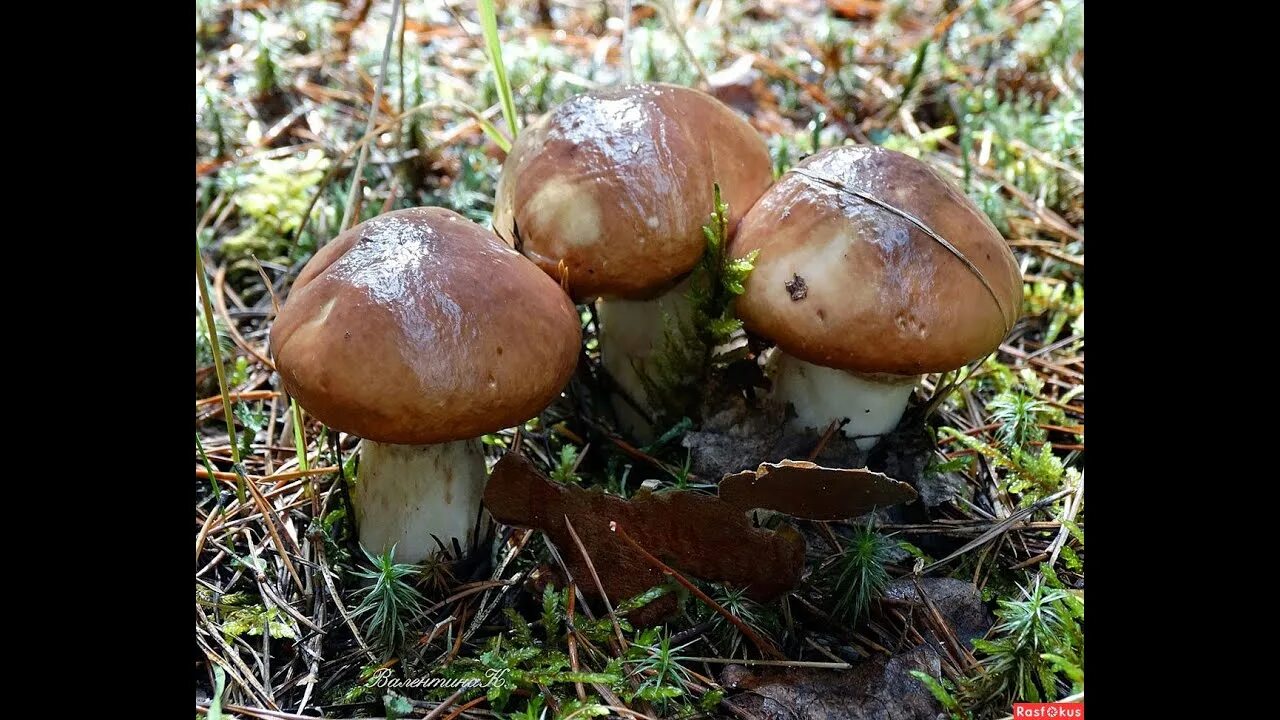 Маслята луговые. Масленок лиственничный suillus grevillei. Лже маслята грибы. Гриб маслёнок ложный. Разновидности гриба масленок.