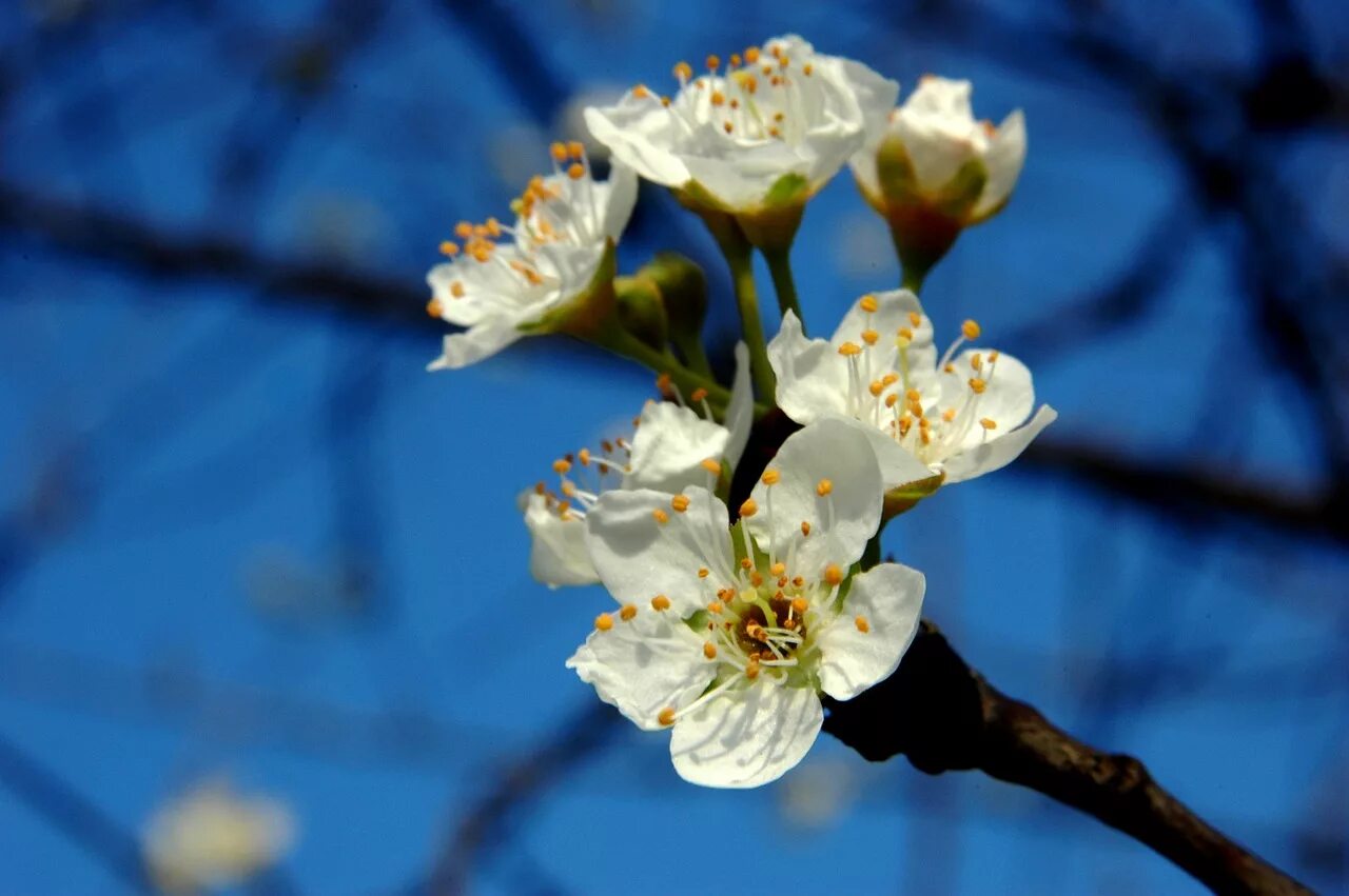 Plum blossom. Цветущая слива. Цветущая белая слива. Алыча цветы. Слива белая цветет.