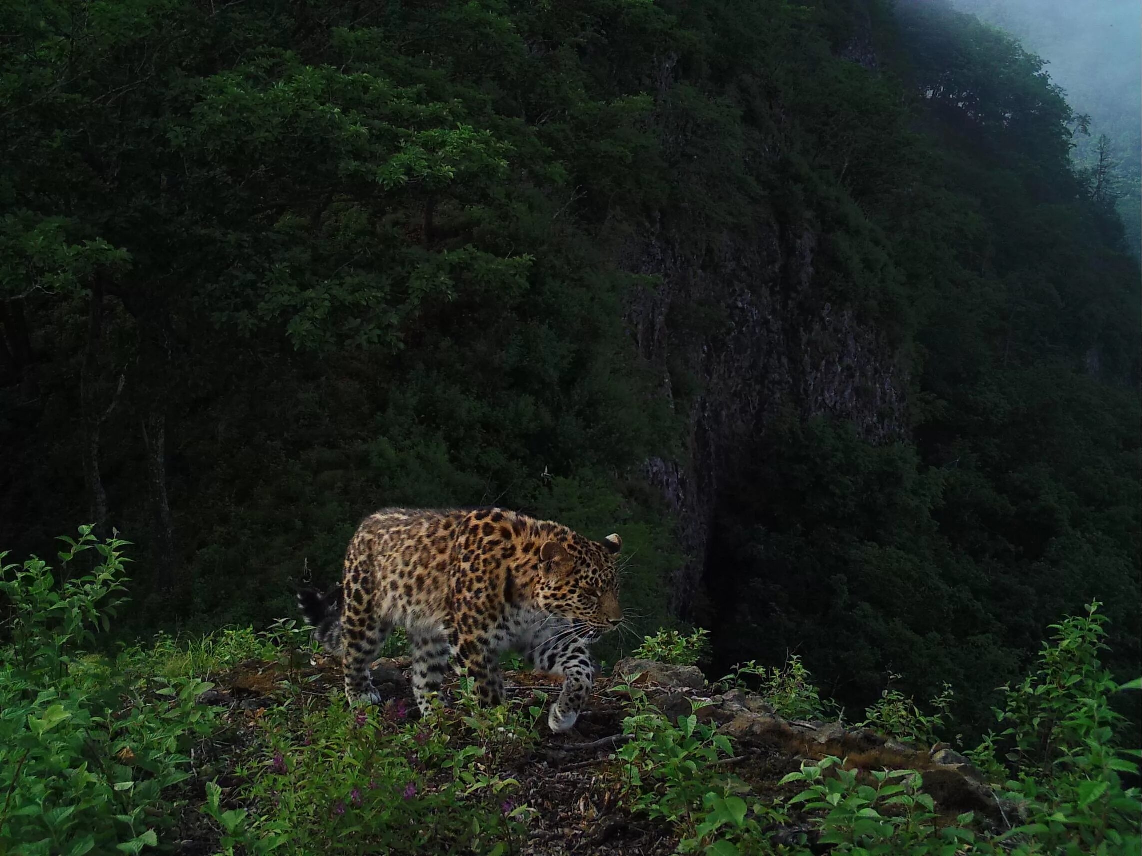 Приморье парк «земля леопарда». Заповедник земля леопарда приморский край. Национальный парк "земля леопарда" рысь. Хасанский район приморский край леопард. Заповедник земля леопарда находится.