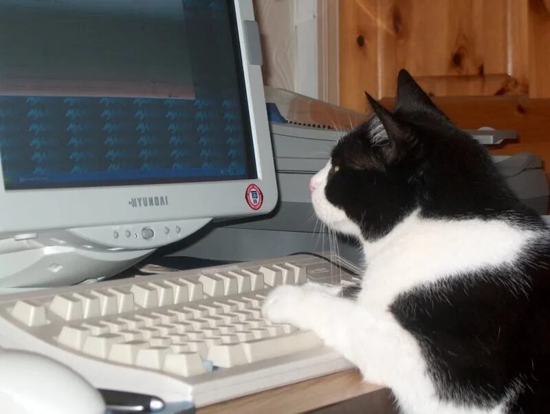 Спой кота. Кот за компьютером. Коты и компьютеры. Котик с компьютером. Кот и компьютер.
