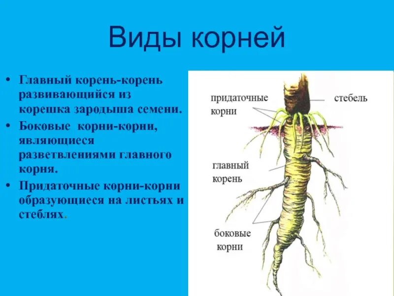 Явиться корень. Главный корень. Главный корень развивается у. Корешок. Корень развивающийся из зародышевого корешка.