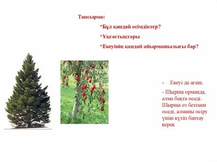 Апай порнографияны қорлайды