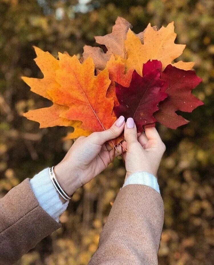 Даже самой теплой осенью листья. Осенние листья в руках. Лист в руке. Вечная осень. Запах листвы осенней.