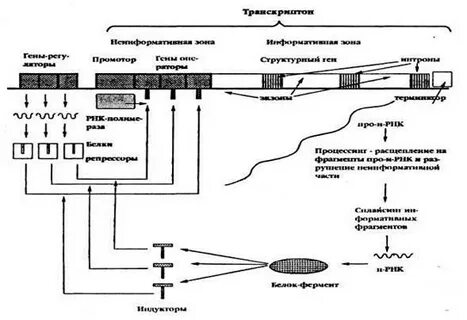 Транскриптор