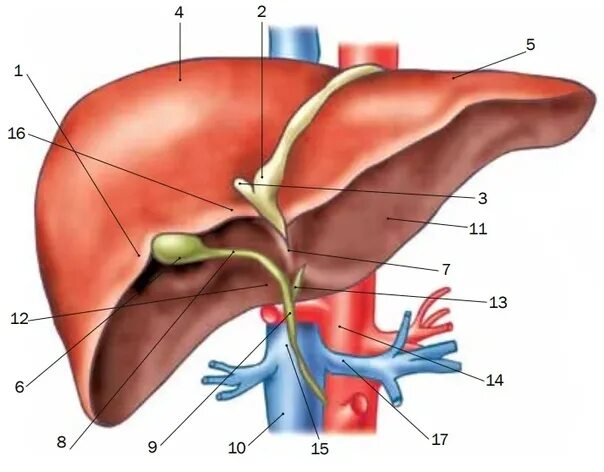 Печень 5 букв. Строение печени рисунок. Строение печени человека анатомия. Внешнее строение печени. Печень с обозначениями анатомия.