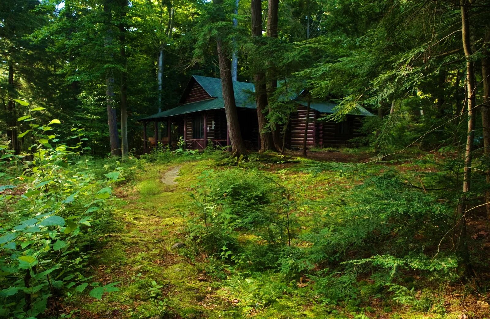 Домик в лесу летом. Боровецкий лес дом отшельника. Лесной дом лесника. Сосновый лес изба скит Торжок. Дом лесника в Боровецком лесу.