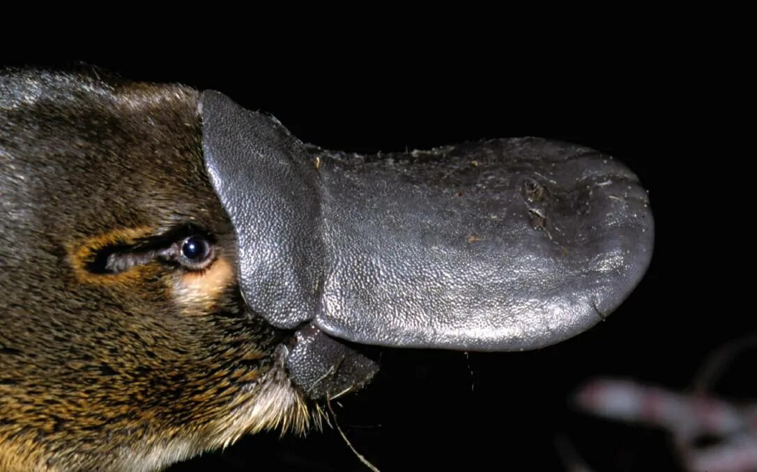 Ornithorhynchus anatinus. Утконос. Утконос животное. Нос утконоса. Австралия млекопитающие утконос.