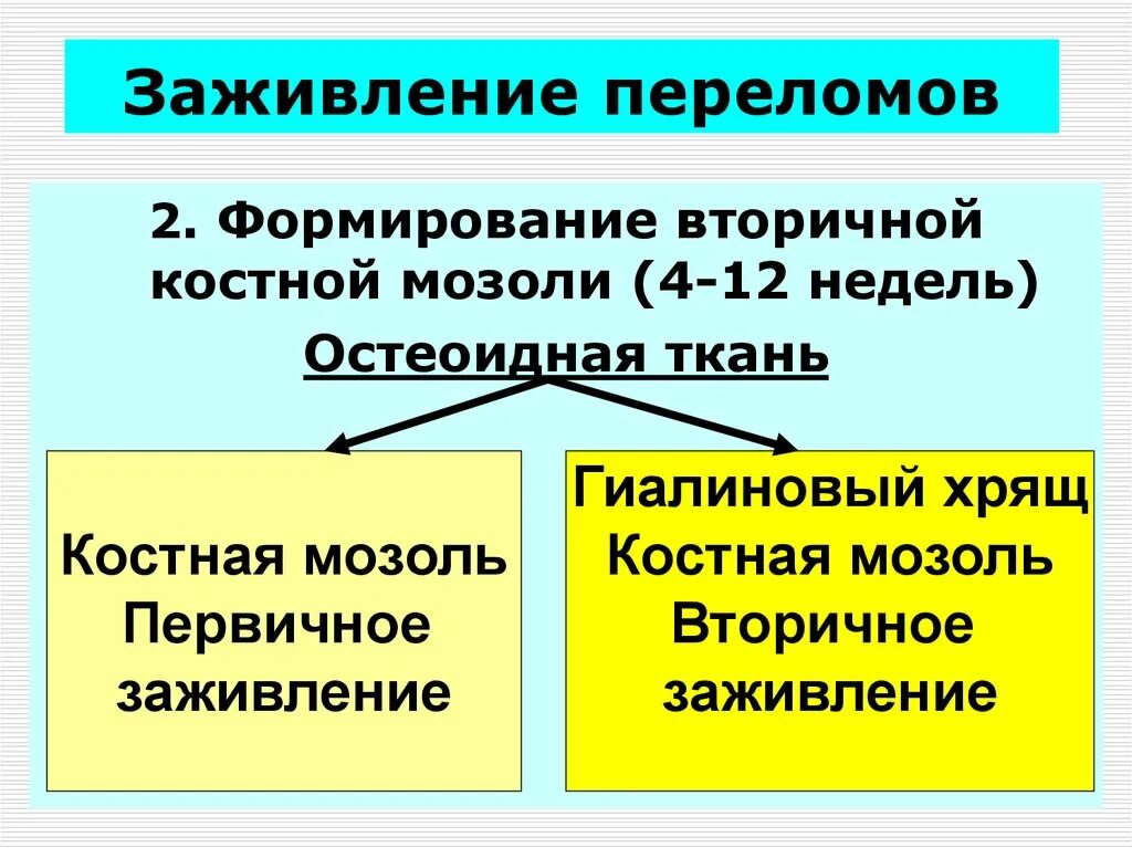 Трещина зажила. Первичная и вторичная костная мозоль. Первичное и вторичное заживление кости. Первичное и вторичное заживление переломов.