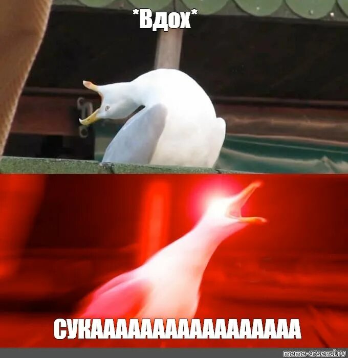 Про аванс. Глубокий вдох Мем. Чайка Мем. Тяжелый вздох Мем. Мемы про аванс.