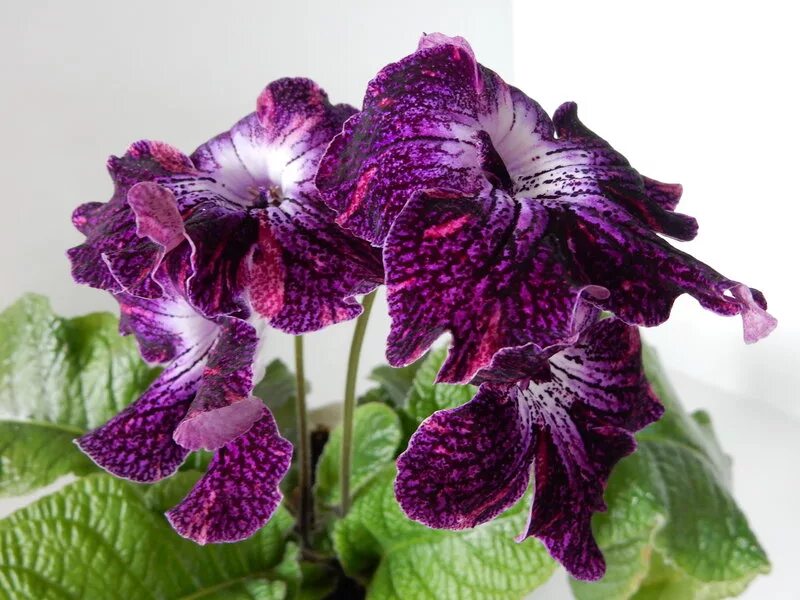 стрептокарпусы дс. стрептокарпус ds 2019. стрептокарпус пандора. стрептокарпусы дс. стрептокарпус streptocarpus blue.