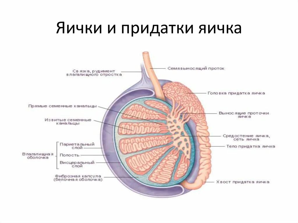 Ниже яиц у мужчин. Придаток яичка анатомия строение. Строение яичко с придатеом. Строение придатка яичка. Придатки яичек строение и функции.