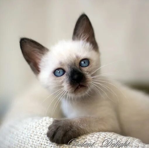 Download wallpapers Thai cat, light brown cat, 4k, pets, Siamese cats, cute anim