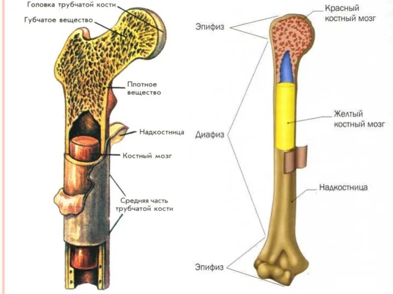 На рисунке изображено строение кости. Строение трубчатой кости анатомия. Строение компактного вещества трубчатой кости. Трубчатая кость строение. Желтый костный мозг в бедренной кости.
