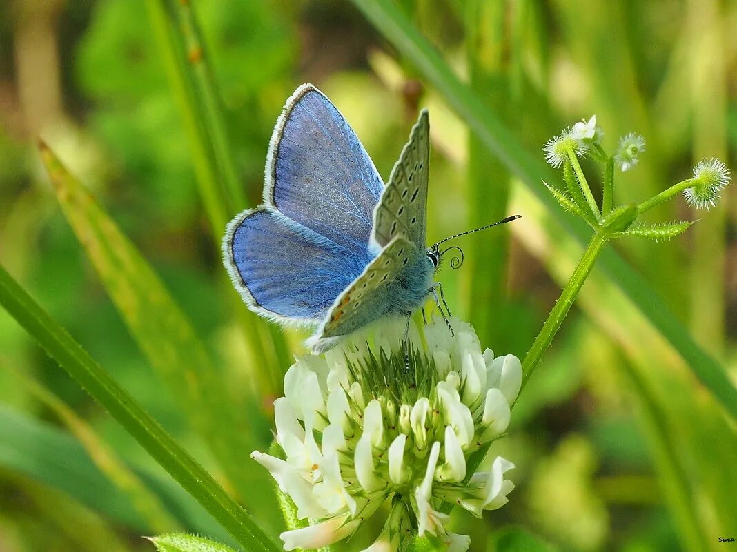 Голубянки чудесной shijimiaeoides divina