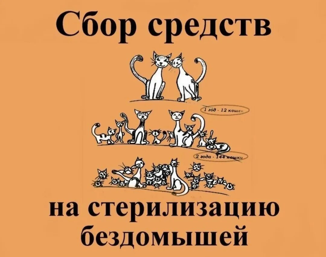 Родители отправили дочь на стерилизацию. Собираем на стерилизацию. Помогите на стерилизацию кошек. Сбор на стерилизацию кошек. Помогите собрать на стерилизацию.