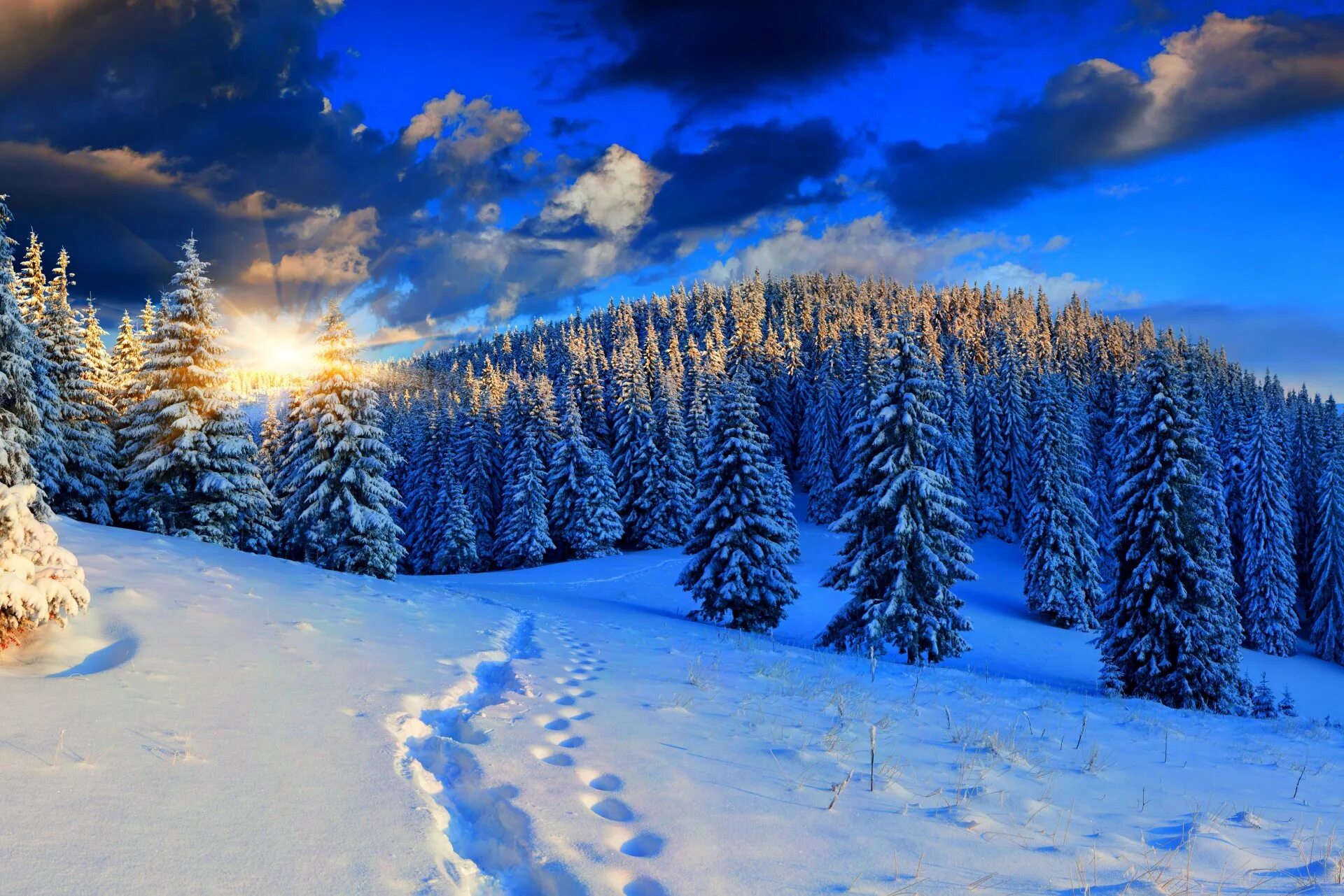 Красивый зимний лес. Зимний лес. Зимняя природа. Красивая зима. Сказочный зимний лес.