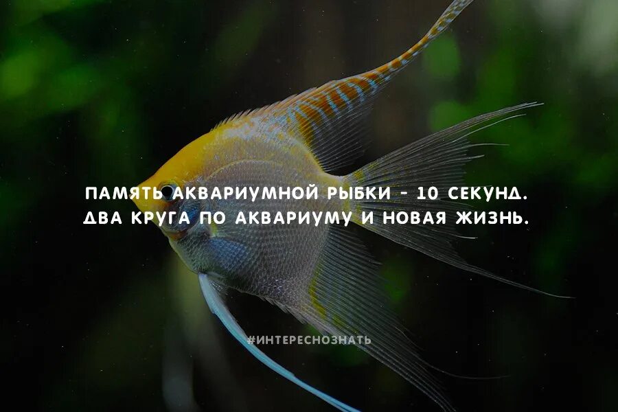 Память рыбки. Память золотой рыбки. Рыбка гуппи память 3 секунды. Память у рыб 3 секунды. Какая память у рыб.
