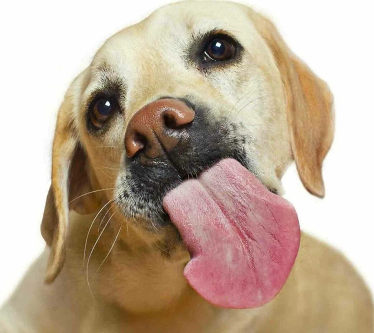 Слюноотделение у собаки причины. Собака облизывается. Собака облизывает. Собака с вытянутым языком. Собака вылизывается.